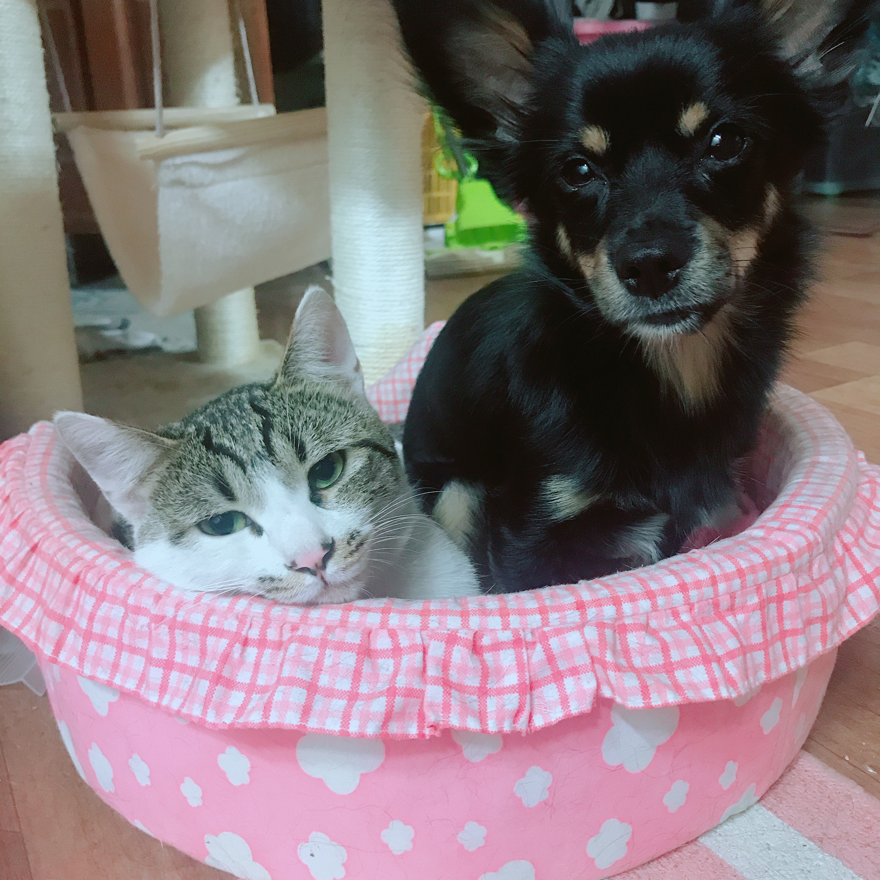 우리 집 몽몽이는 세상에 하나밖에 없눈 믹스야 40 | 인스티즈