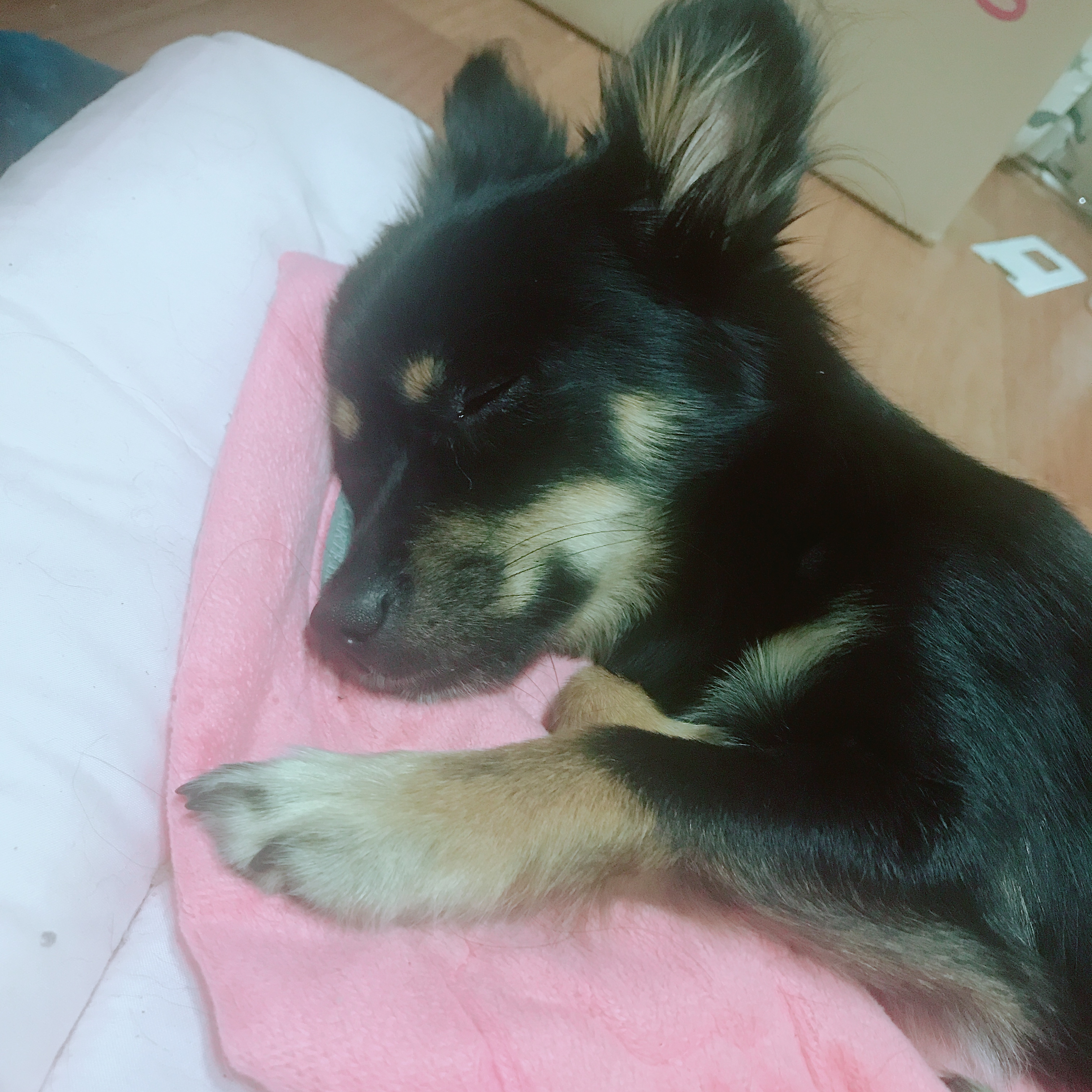 우리 집 몽몽이는 세상에 하나밖에 없눈 믹스야 40 | 인스티즈