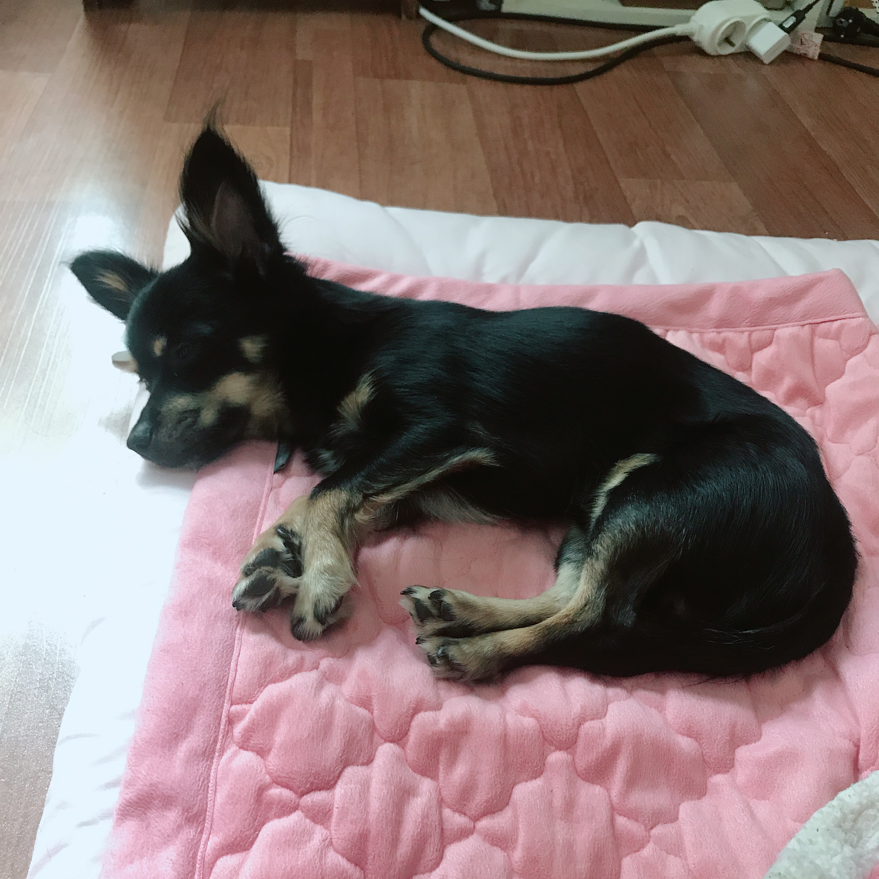 우리 집 몽몽이는 세상에 하나밖에 없눈 믹스야 40 | 인스티즈