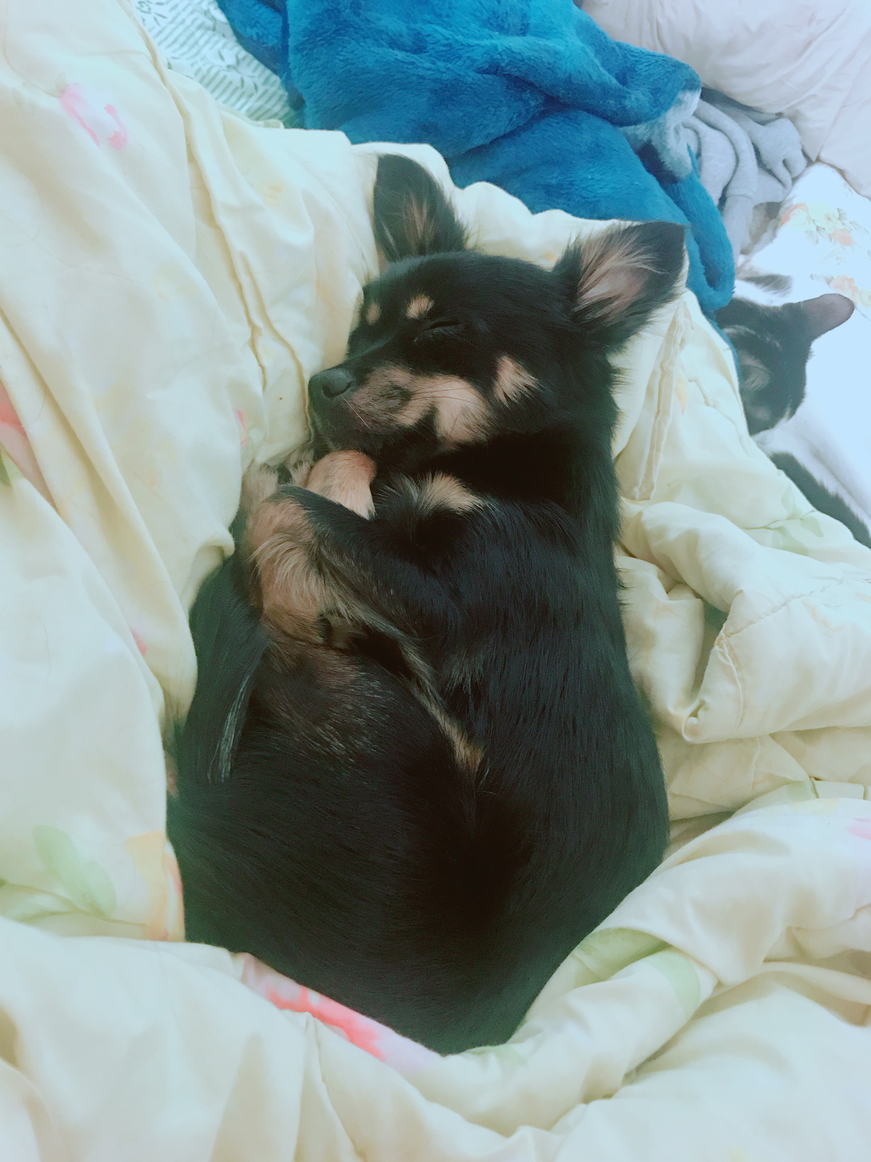 우리 집 몽몽이는 세상에 하나밖에 없눈 믹스야 40 | 인스티즈