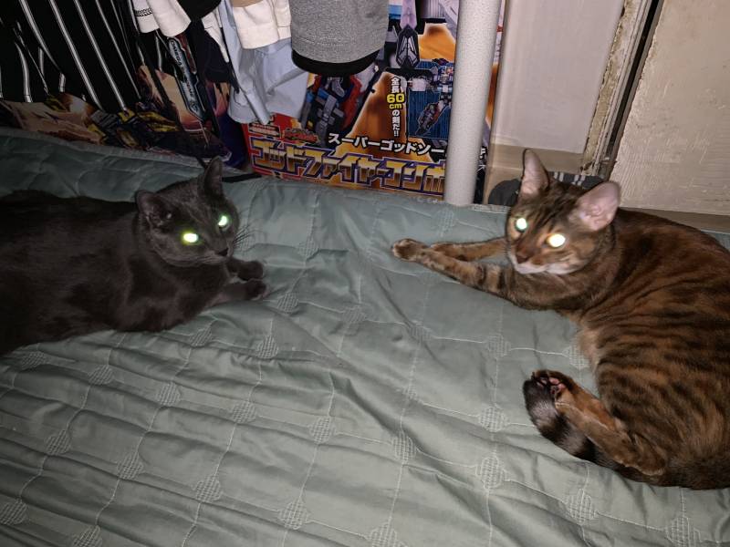 우리집 고양이 정상회담 | 인스티즈