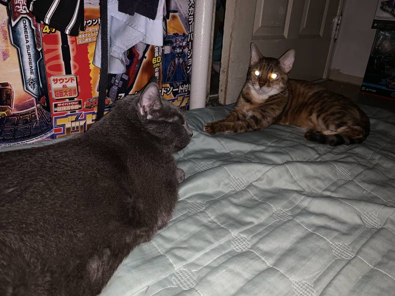 우리집 고양이 정상회담 | 인스티즈