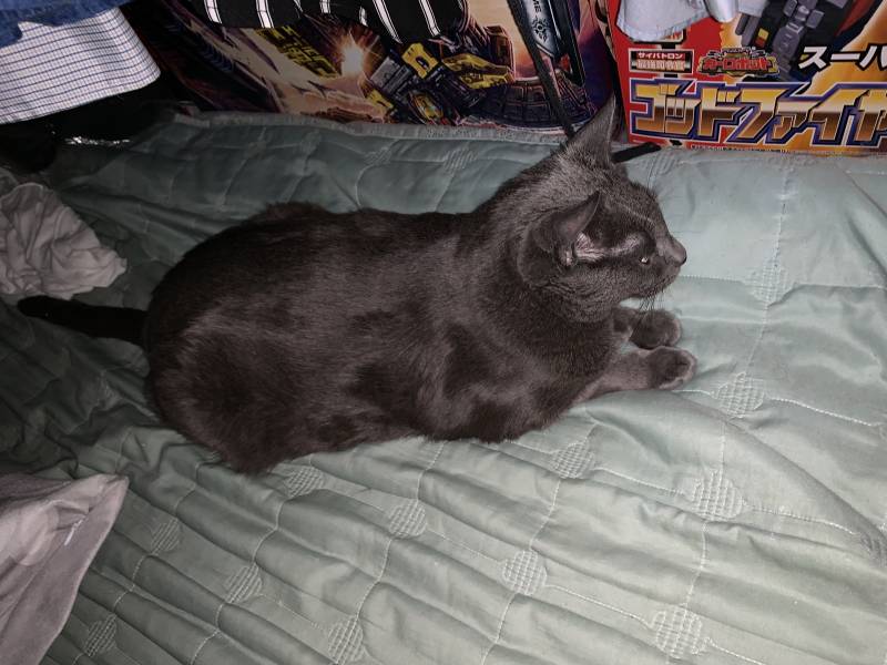 우리집 고양이 정상회담 | 인스티즈