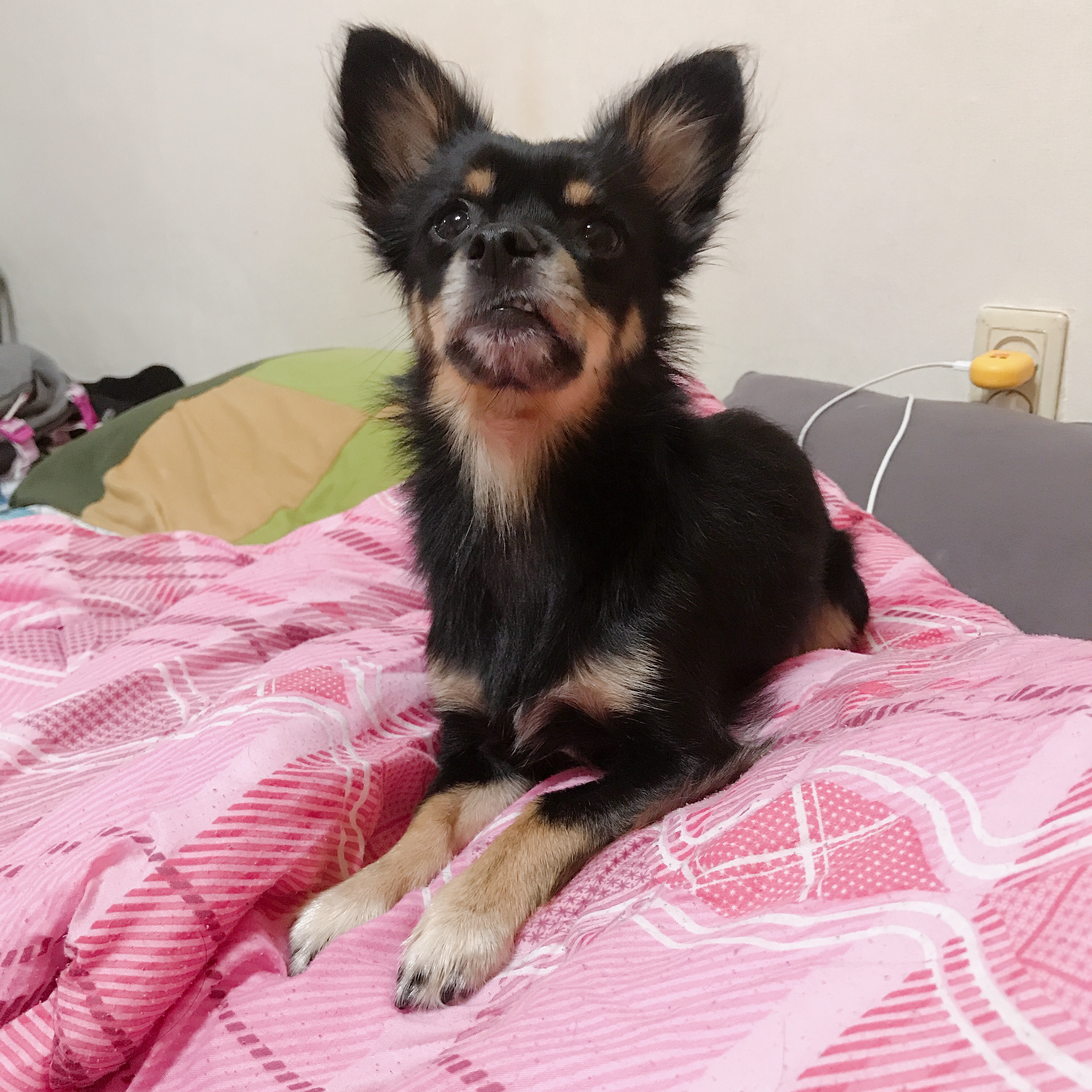 우리 집 몽몽이는 세상에 하나밖에 없눈 믹스야 40 | 인스티즈