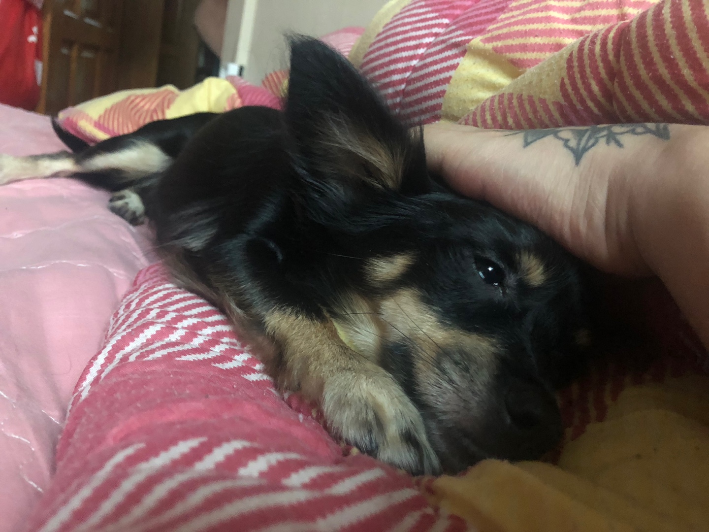 우리 집 몽몽이는 세상에 하나밖에 없눈 믹스야 40 | 인스티즈