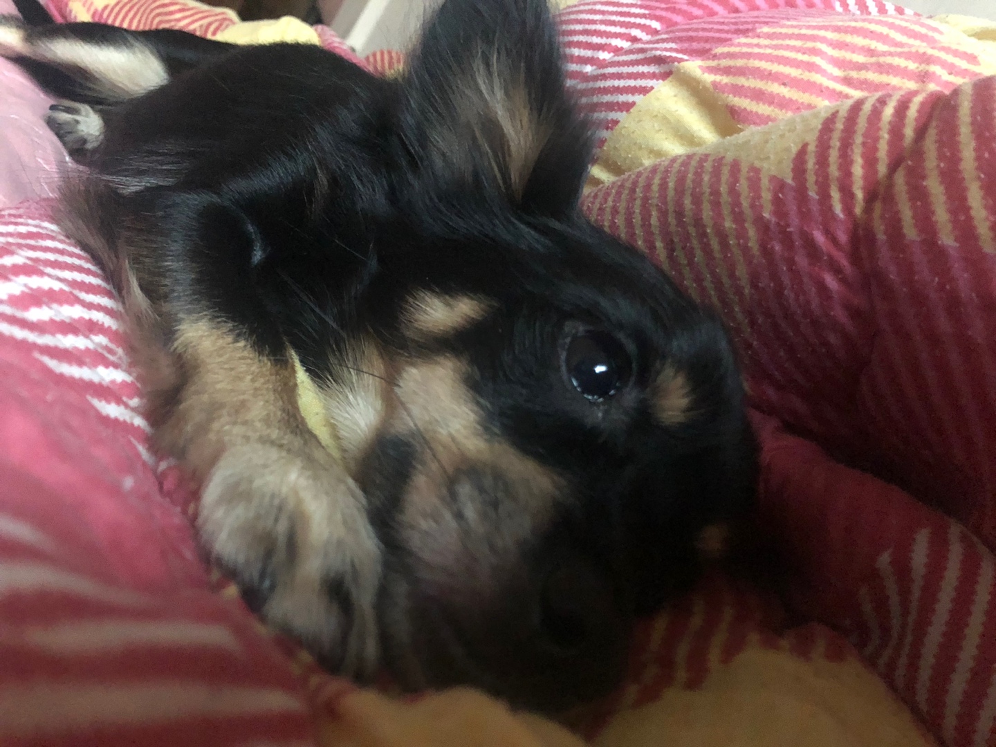 우리 집 몽몽이는 세상에 하나밖에 없눈 믹스야 40 | 인스티즈