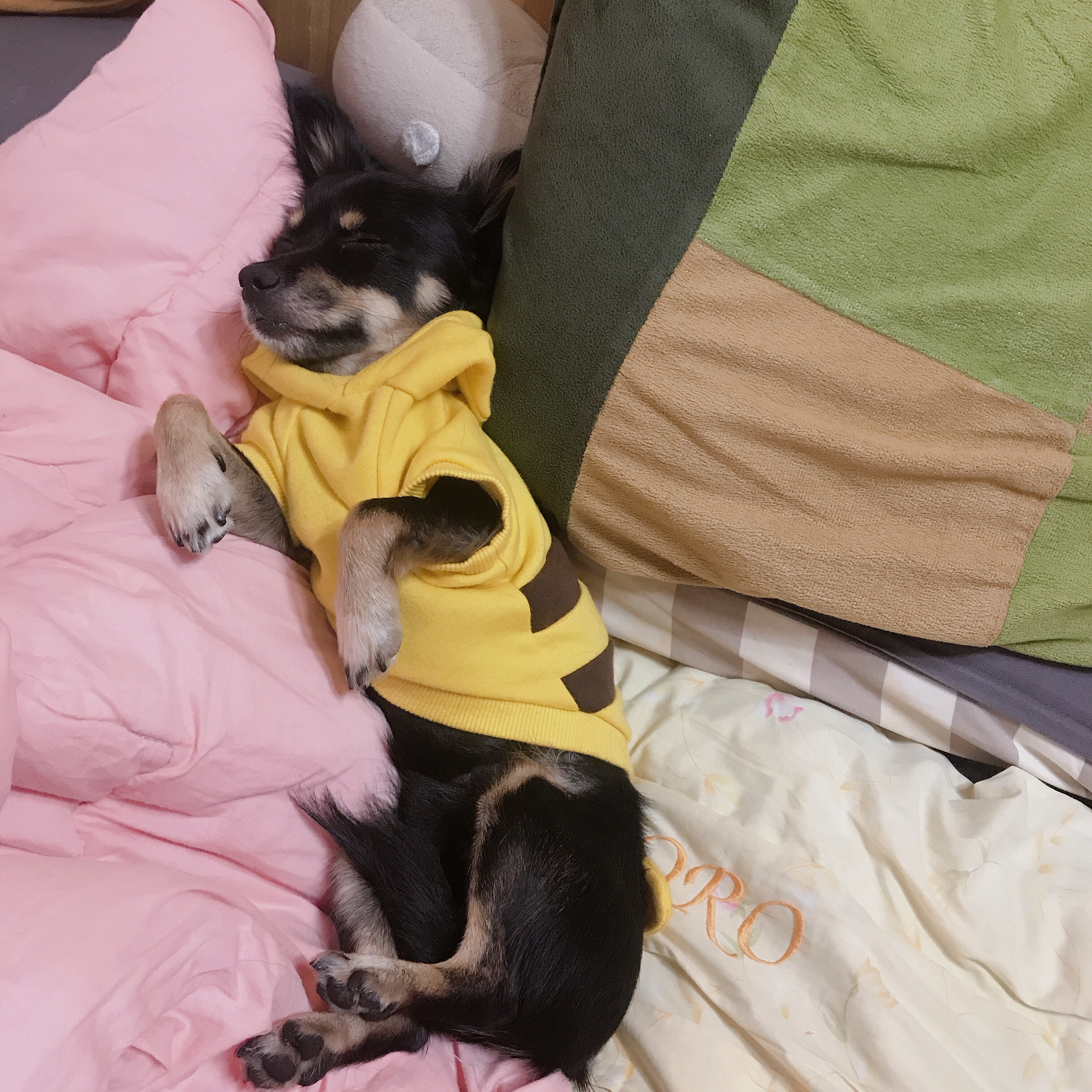 우리 집 몽몽이는 세상에 하나밖에 없눈 믹스야 40 | 인스티즈