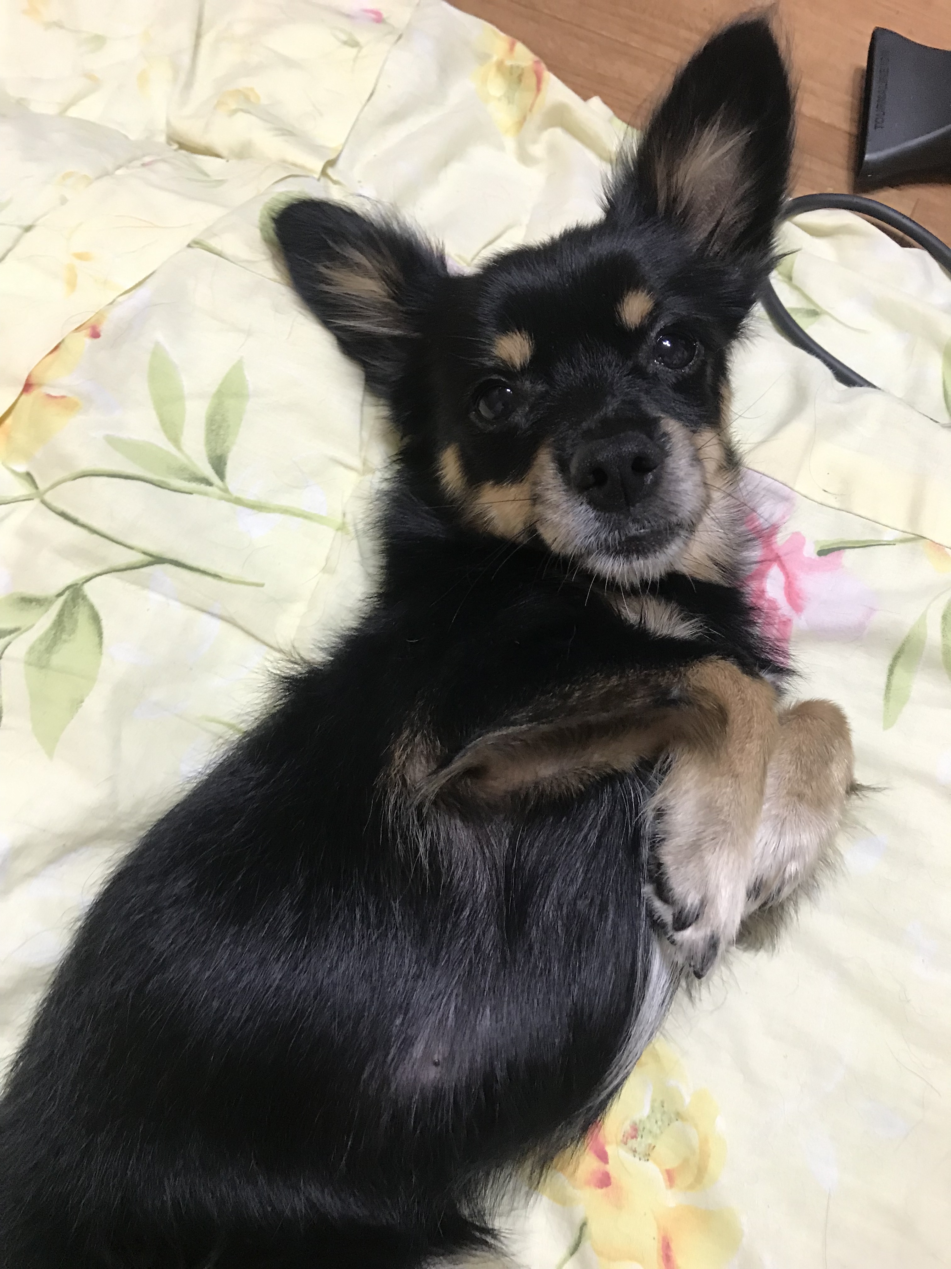 우리 집 몽몽이는 세상에 하나밖에 없눈 믹스야 40 | 인스티즈