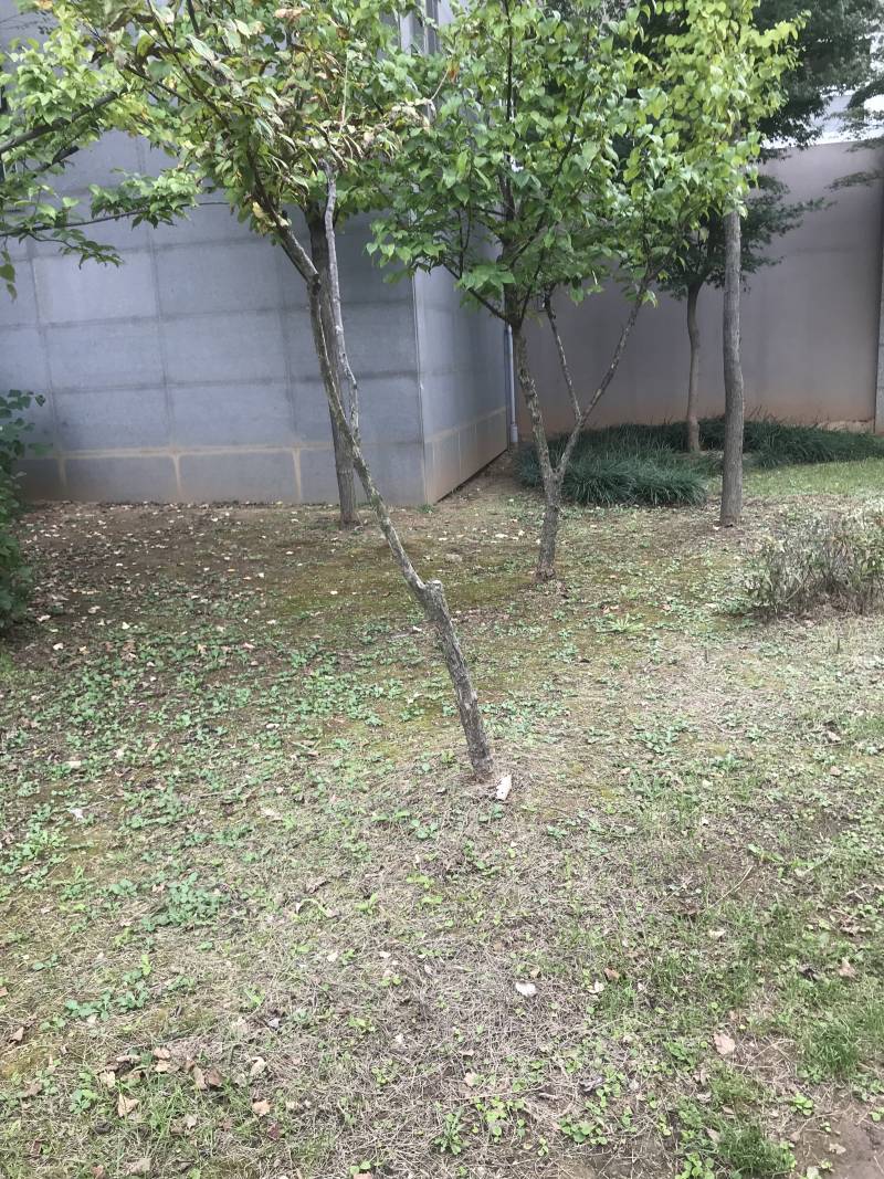 이정도면 나뭇가지 아녀? | 인스티즈