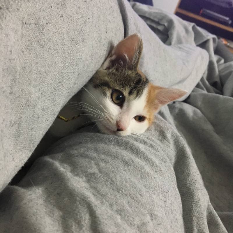 아 제발 우리 냥이 보고가줘 ㅠㅠㅠ 나 너무 자랑하고싶으니깐 ㅠㅠㅠ | 인스티즈