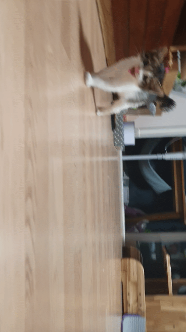 알러지만아니면 둘째로들였을고앵이 | 인스티즈