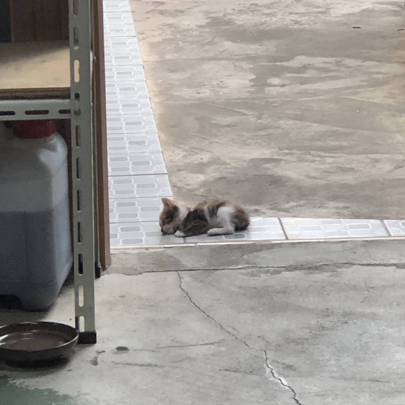 저번에 애기고양이 사진 올린적 있는데 이 애기가 벌써 이만큼 컸어!!!🐱🐱 | 인스티즈