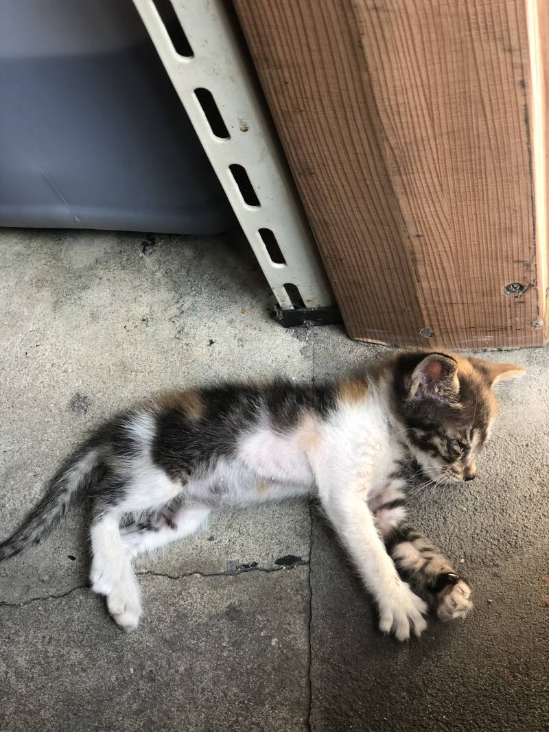 저번에 애기고양이 사진 올린적 있는데 이 애기가 벌써 이만큼 컸어!!!🐱🐱 | 인스티즈