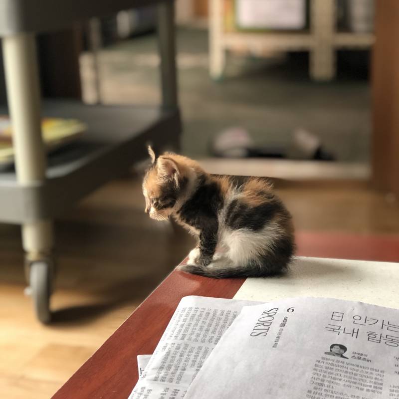 저번에 애기고양이 사진 올린적 있는데 이 애기가 벌써 이만큼 컸어!!!🐱🐱 | 인스티즈