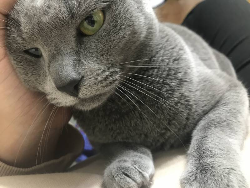 따봉고양아 고마워 | 인스티즈