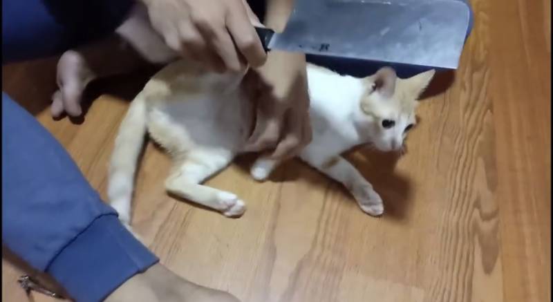 고양이 발톱 이렇게 깎으면 스트레스받는 거 아니야..?(놀람주의 | 인스티즈