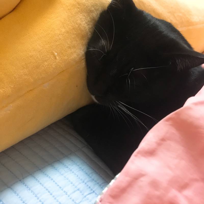 애기 배게 배고잔다 | 인스티즈