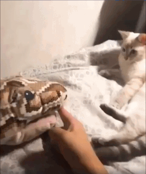 이 움짤 동물 학대야?? | 인스티즈