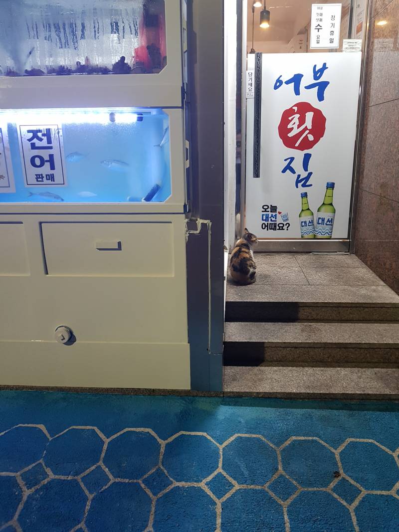 삼색이 또 횟집 앞에 앉아있다 | 인스티즈