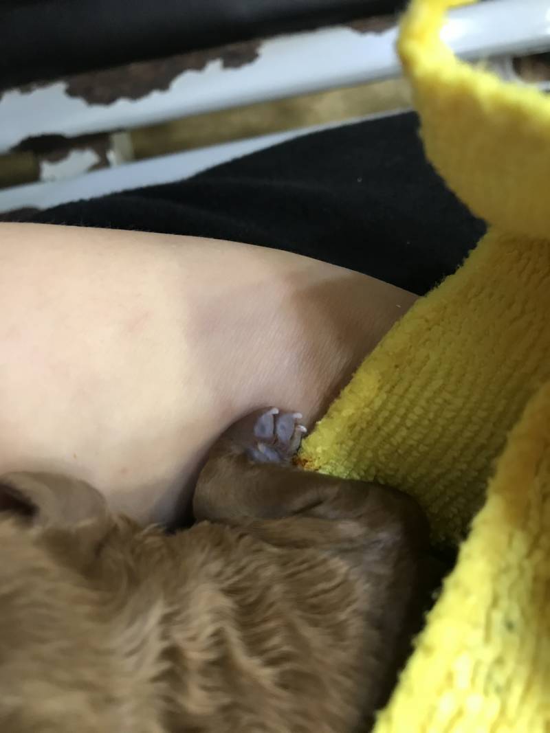 우리 강아지 꼬물이들 낳았는데 들러서 보고 가!!!!!😆 | 인스티즈