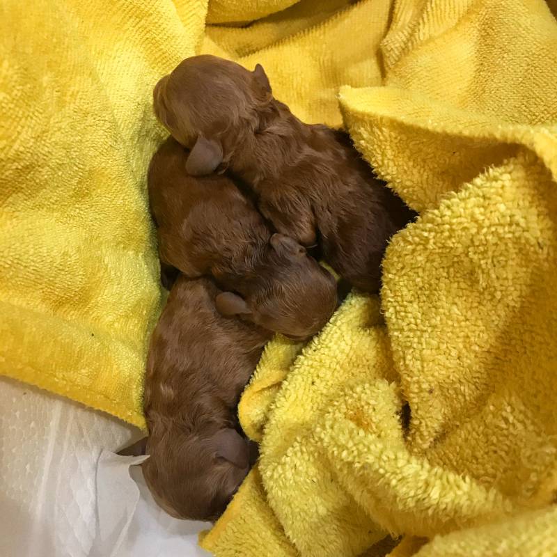 우리 강아지 꼬물이들 낳았는데 들러서 보고 가!!!!!😆 | 인스티즈