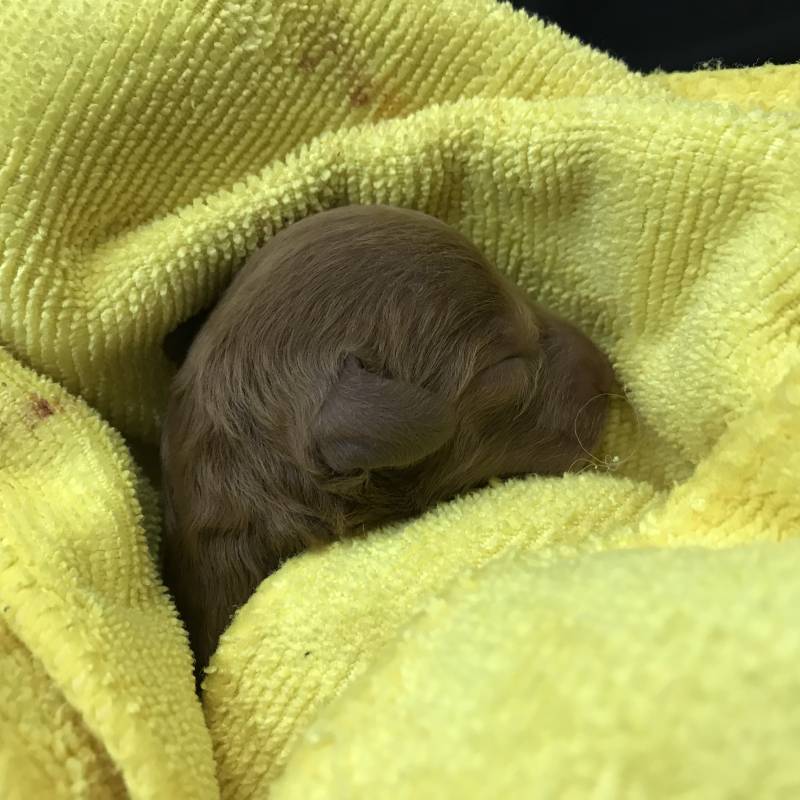 우리 강아지 꼬물이들 낳았는데 들러서 보고 가!!!!!😆 | 인스티즈