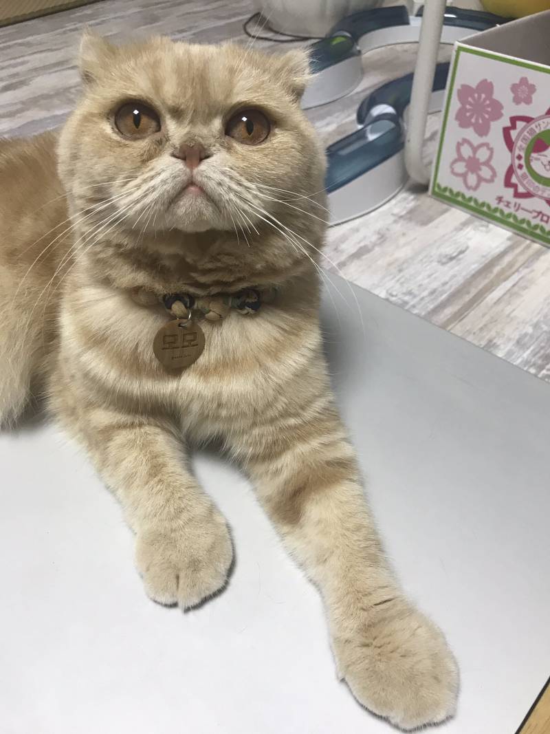 이 고양이 품종이 뭐야?? | 인스티즈