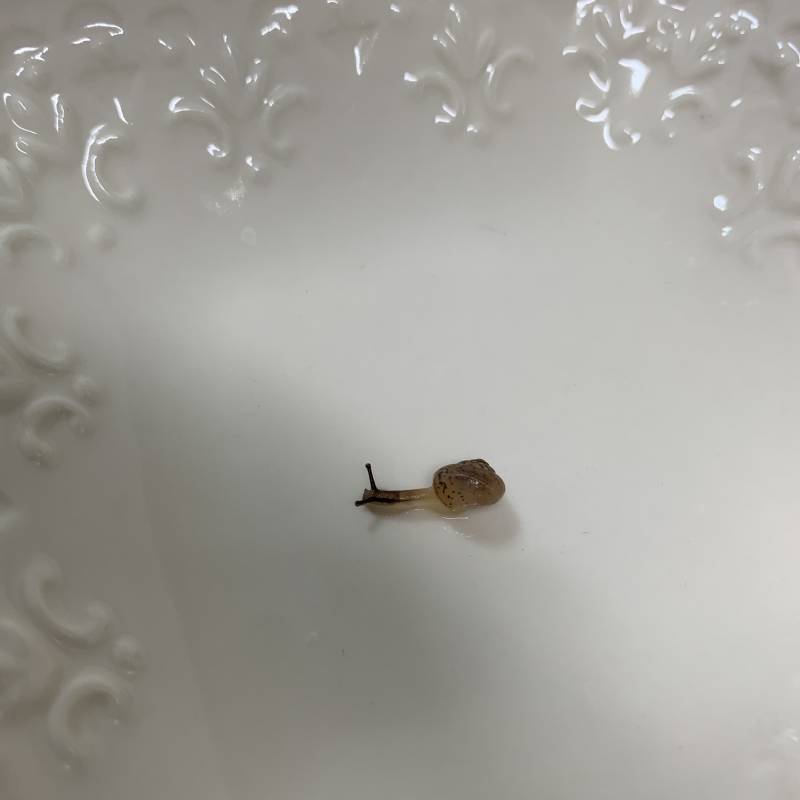 ❗️❗️❗️❗️설거지하다가 달팽이나왔어 급해 급해ㅠㅠㅠㅠㅠㅠㅠㅠㅠㅠ | 인스티즈