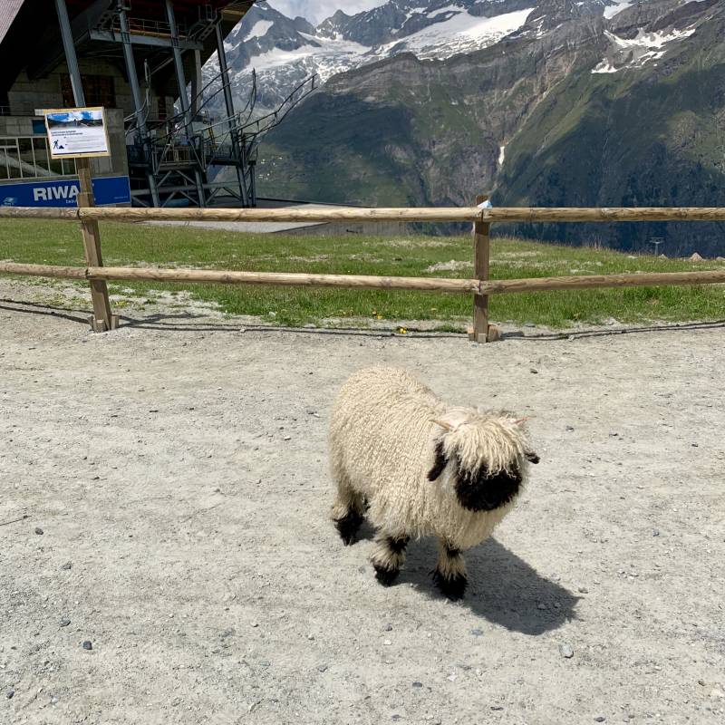 🇨🇭스위스에 있는 동안 찍은 거🇨🇭 | 인스티즈