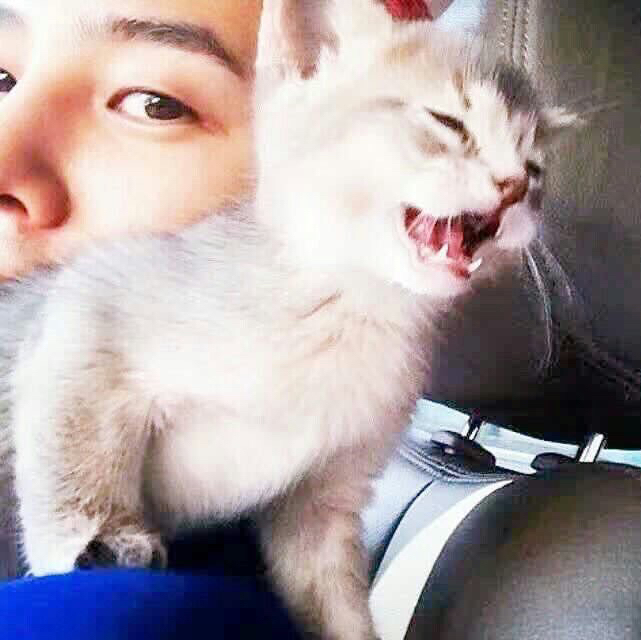 지디 고양이도 지디 오랜만에 보나봐 ㅋㅋㅋㅋ | 인스티즈