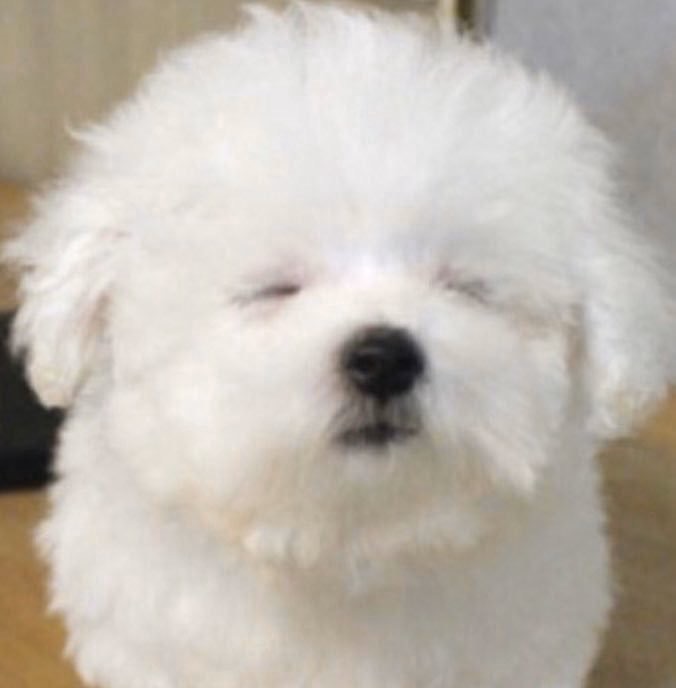 데이식스 도운이랑 똑같이 생긴 강아지 발견함 | 인스티즈