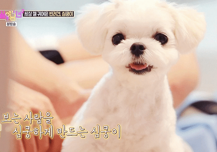 이특 강아지 너어어어어어무 귀여워 ㅜㅜㅠㅠㅠㅠ | 인스티즈