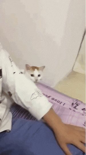 무조건 힐링되는 댕냥이짤털 | 인스티즈