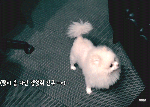 뉴종현은 갱얼쥐야 | 인스티즈