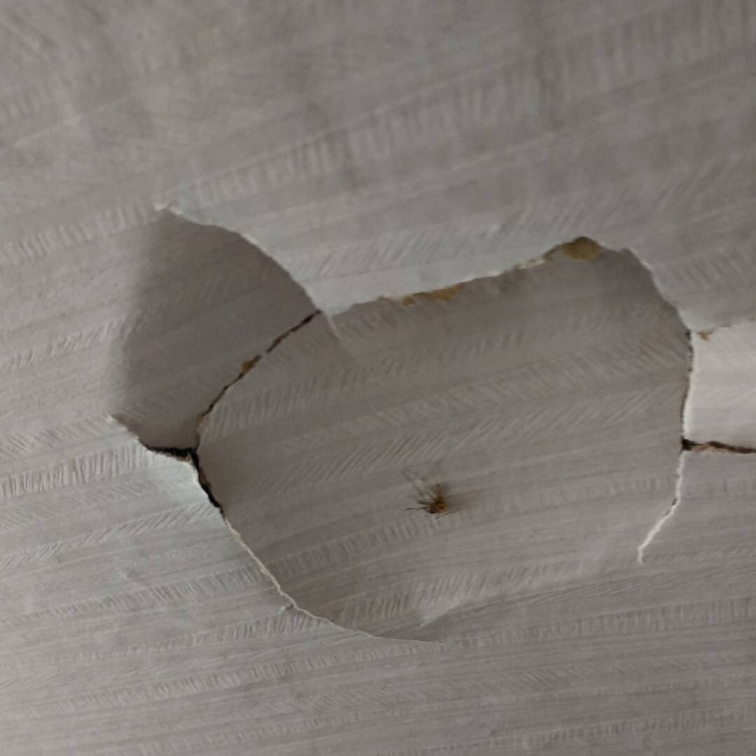 [잡담] 이거 데이식스 도운이 모기 잡다가 벽 뿌신거래 | 인스티즈