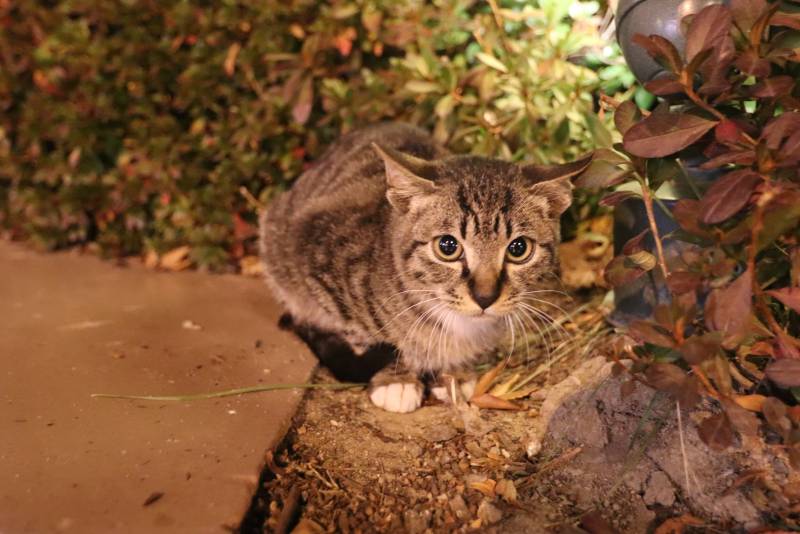 애기? 길냥이 4040 | 인스티즈