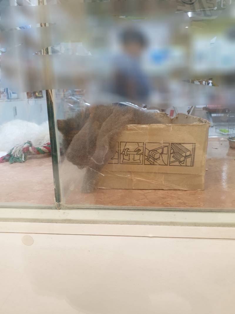 동물병원 아기냥이 | 인스티즈