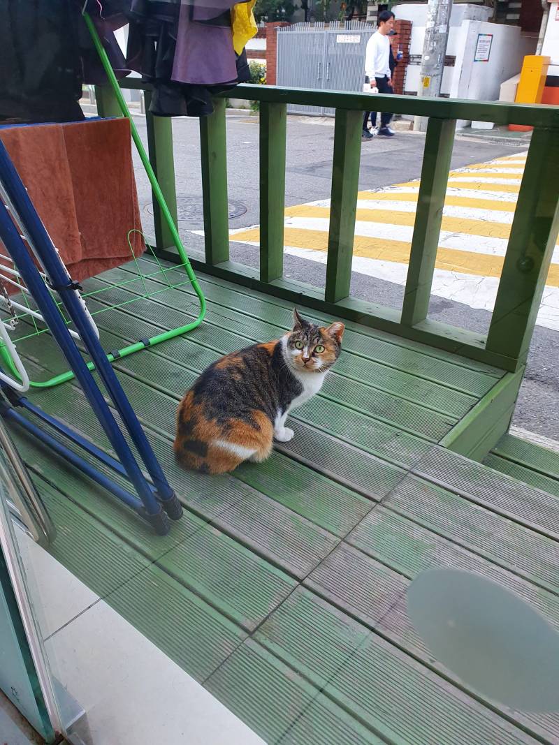 우리가게 맨날 고양이오는대 우째? | 인스티즈