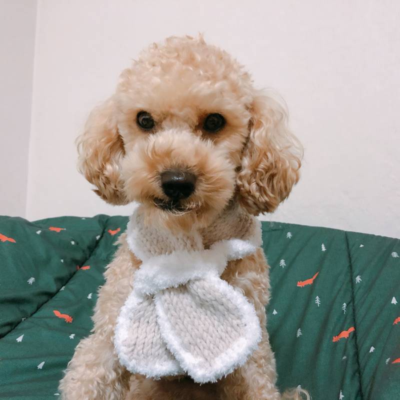 내 목도리 만들다가 지루해서 만든 강아지 목도리 | 인스티즈