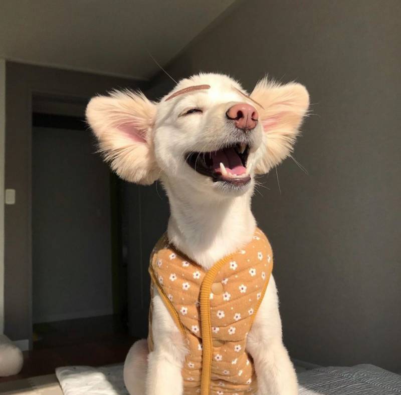 이 강아지 보면 진짜 행복해짐 | 인스티즈