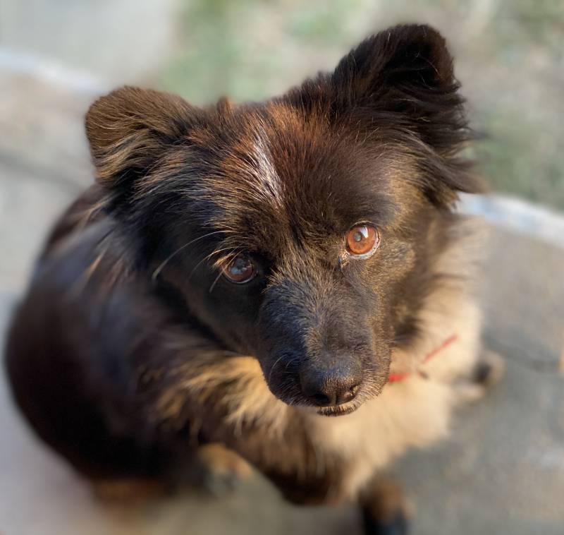 우리집 똥강아지 | 인스티즈