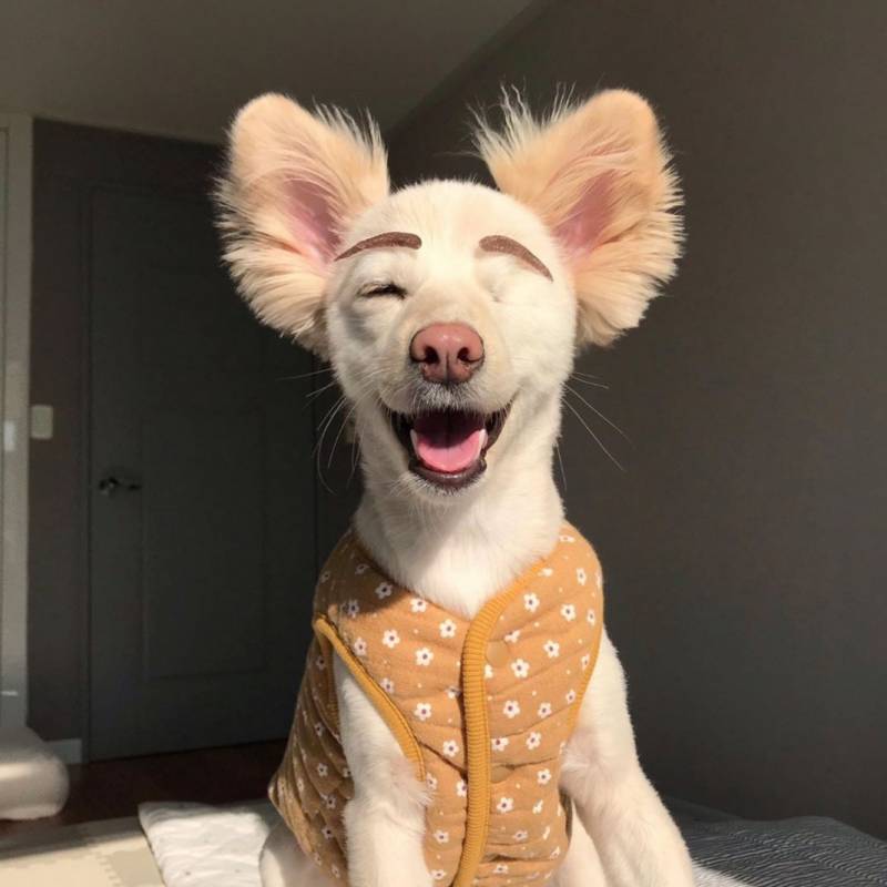 이 강아지 보면 진짜 행복해짐 | 인스티즈