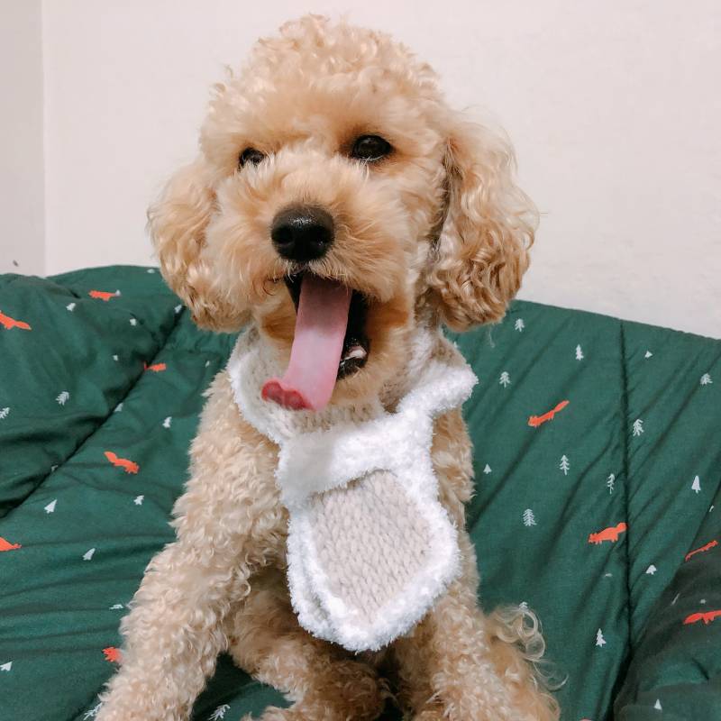 내 목도리 만들다가 지루해서 만든 강아지 목도리 | 인스티즈