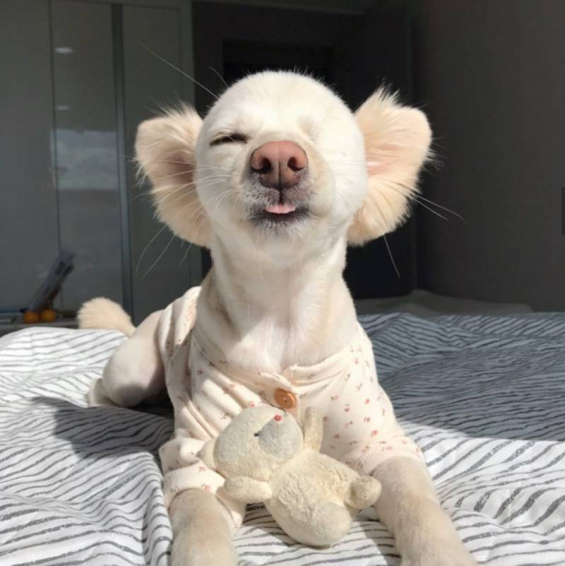 이 강아지 보면 진짜 행복해짐 | 인스티즈