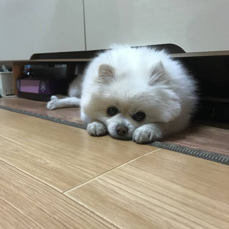 아 우리 할머니가 훈련시킨 강아지 너무 웃김ㅋㅋㅋㅋㅋㅋㅋㅋㅋㅋㅋㅋㅋㅋㅋㅋㅋㅋ | 인스티즈