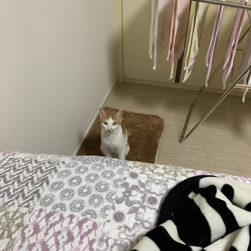 침대 출입 금지 고양이 | 인스티즈