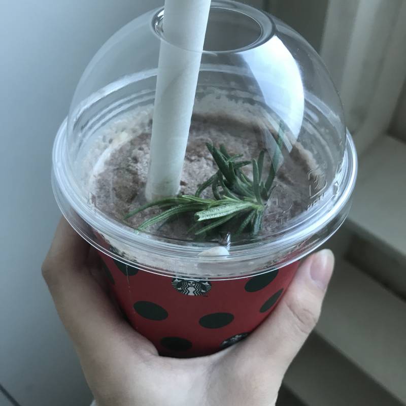 스벅 민트초코 프라푸치노 짱맛있다 | 인스티즈