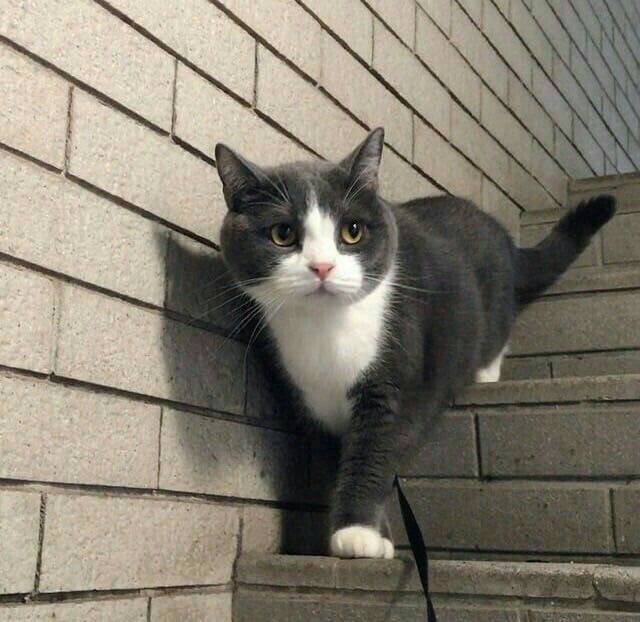 혹시 이 고양이 종이 뭔지 아는 사람~? | 인스티즈