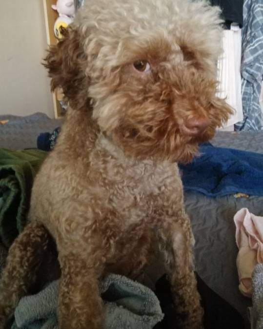 우리댕댕이.. 4가지가없어.. | 인스티즈