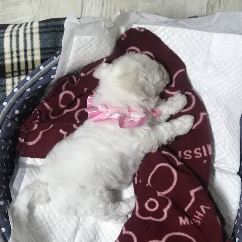 비숑 애기 이름 지어주라 ㅠㅠㅠㅠㅠ | 인스티즈